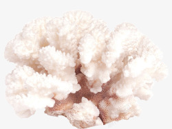 夏日海底珊瑚效果元素素材