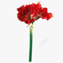一枝花红色花朵花枝素材