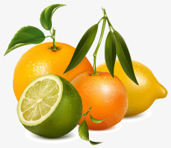 一组橙子柠檬矢量图素材