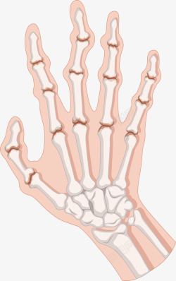 人类手掌人体手掌骨骼高清图片