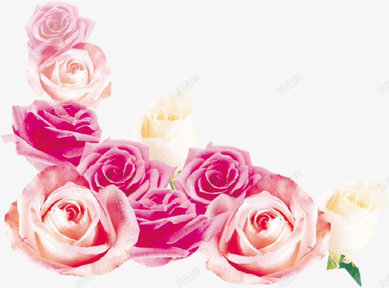 粉色盛开玫瑰医院png免抠素材_88icon https://88icon.com 医院 玫瑰 盛开 粉色