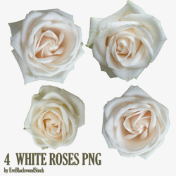 白玫瑰花素材