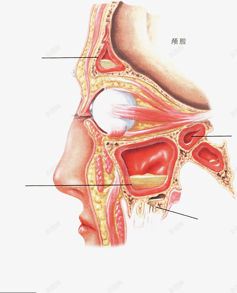 医院面部器官标注图png免抠素材_88icon https://88icon.com 医疗 医院 宣传 解剖 面部组织