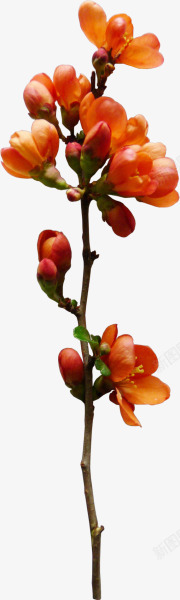 红色花朵花枝植物素材
