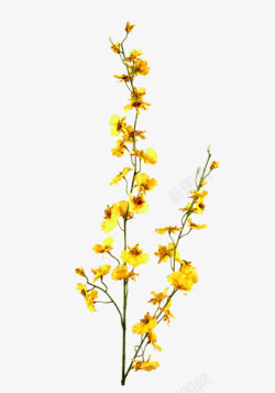花枝花草黄色花朵素材