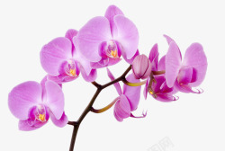 紫色花朵花枝装饰素材