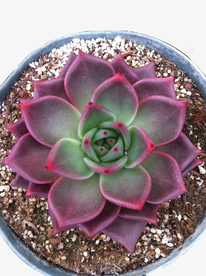 多肉植物6png免抠素材_88icon https://88icon.com 多肉 多肉植物 植物 盆栽 绿色 花 花盘 装饰