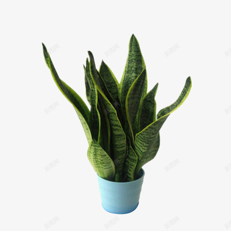 多肉植物png免抠素材_88icon https://88icon.com png 一盆 多肉 植物 绿色