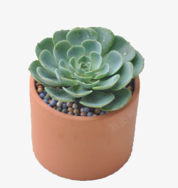 盆景世界多肉植物高清图片