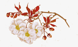 红色手绘白花花枝素材