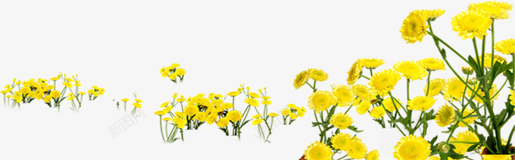 黄色夏日绿色植物花朵png免抠素材_88icon https://88icon.com 夏日 绿色植物 花朵 黄色