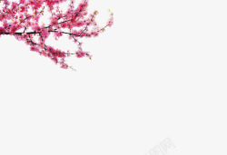 杜鹃花装饰素材