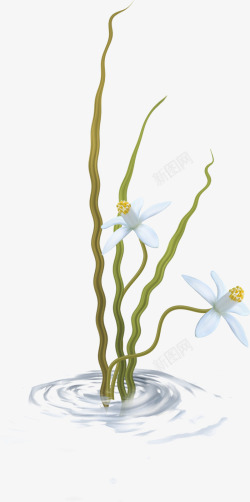 水纹中的花枝素材