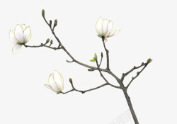 白色花枝花朵装饰素材