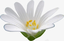 莲花睡莲白色花朵素材
