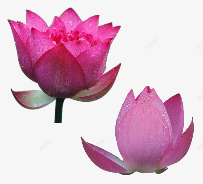 荷花png免抠素材_88icon https://88icon.com 夏天 夏日 植物 花朵 花骨朵 荷花 荷花蕾 莲花