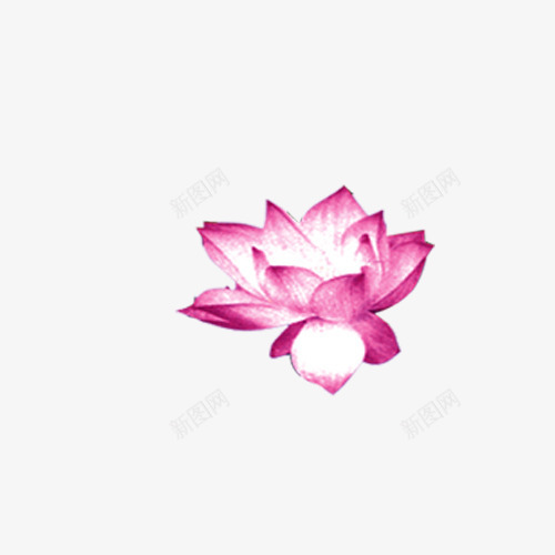 粉色莲花图png免抠素材_88icon https://88icon.com 粉 粉色 花 莲花