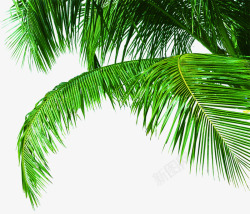 摄影绿色沙滩粽子树素材