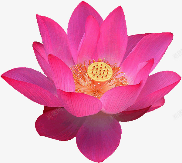 莲花水墨莲花植物花朵png免抠素材_88icon https://88icon.com 植物 水墨 花朵 莲花