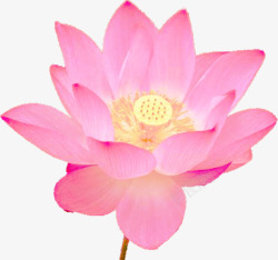 粉色手绘花朵莲花纯洁素材