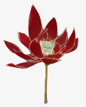 一朵深红色莲花手绘植物素材