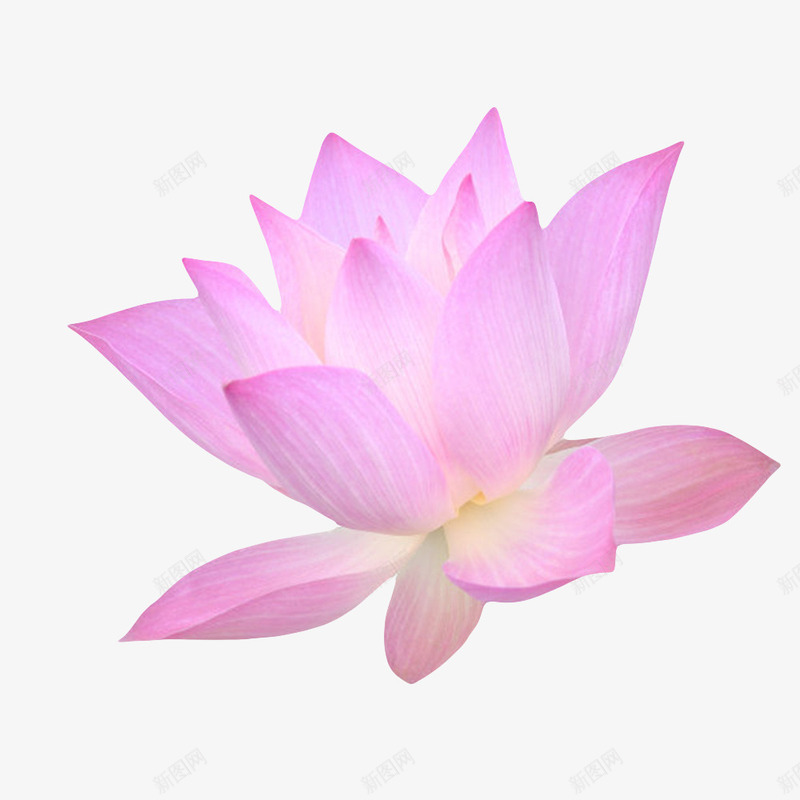 粉红色纯洁的浮水植物水芙蓉实物png免抠素材_88icon https://88icon.com 印度国花 山龙眼目 开花 植物 水旦 水生植物 水芙蓉 盛开 芙蓉 芙蕖 花开 茂盛 莲花 鞭蕖