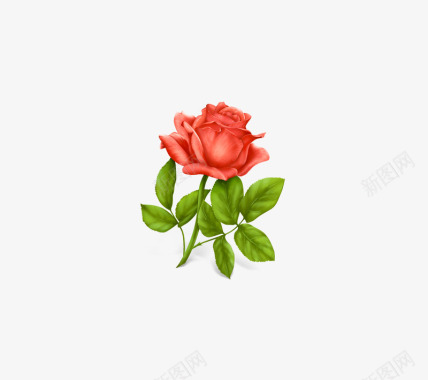 生日展板生日礼物玫瑰花图标图标