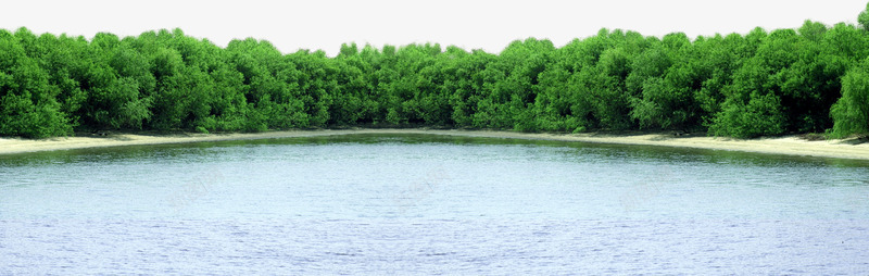 夏日植物海边风景树木png免抠素材_88icon https://88icon.com 夏日 树木 植物 海边 风景