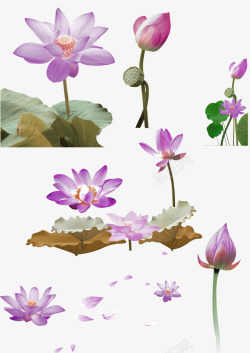 紫色清新莲花装饰图案素材