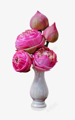 花瓶里的莲花素材