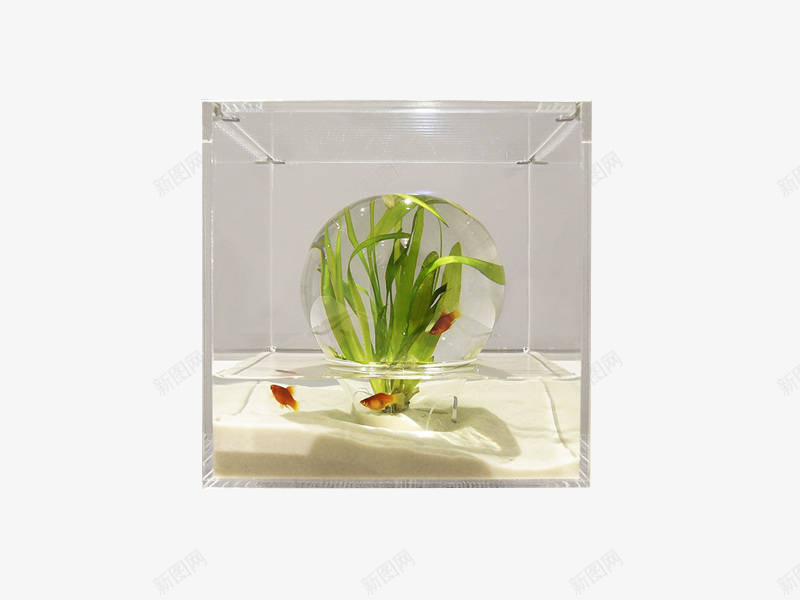 透明罩子里的植物照片png免抠素材_88icon https://88icon.com 植物 正方体罩子 透明玻璃 通透