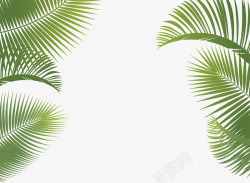 椰子树叶矢量图素材