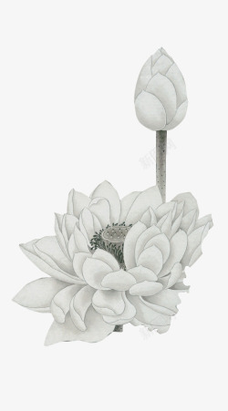 白色莲花和花骨朵素材