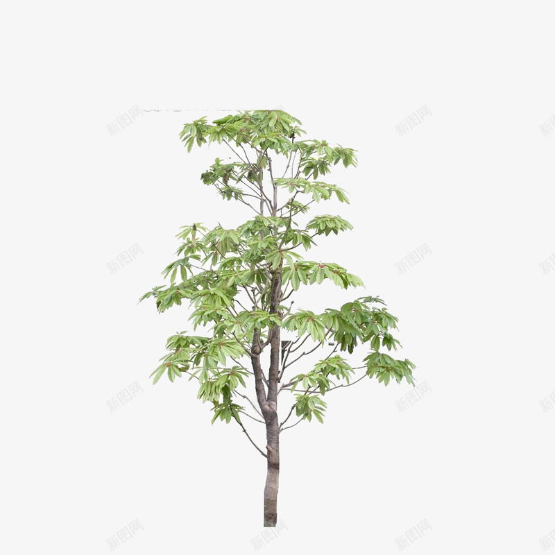 一棵树png免抠素材_88icon https://88icon.com 小树 环保 绿色