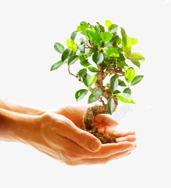 双手里捧着的树苗植物素材
