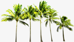 绿色植物卡通沙滩椰子树夏日素材