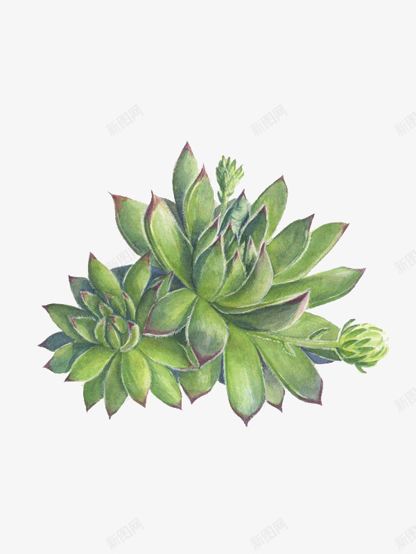 石莲花png免抠素材_88icon https://88icon.com 图鉴 手绘 插画 植物 石莲花 绿色