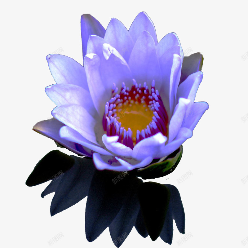 浅紫色蓝莲花紫色花瓣png免抠素材_88icon https://88icon.com png 浅紫色 花瓣 蓝莲花