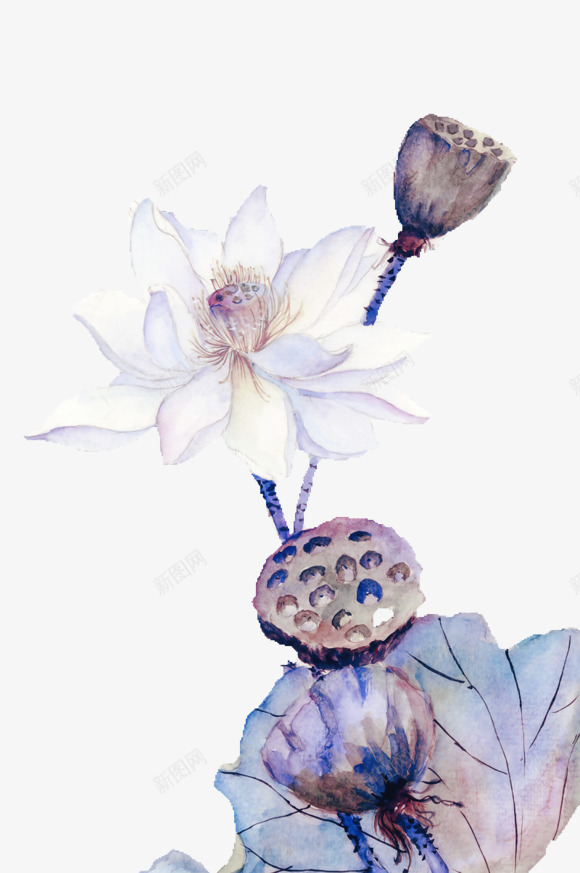 透明莲子白莲花png免抠素材_88icon https://88icon.com 莲子 莲花 透明