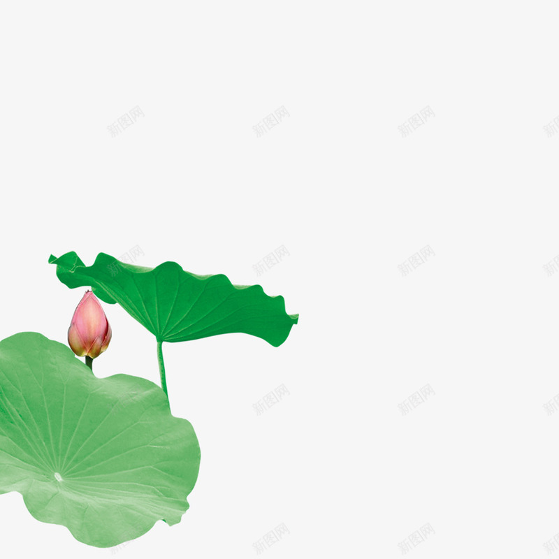 植物海报绿色小清新莲花png免抠素材_88icon https://88icon.com 植物 海报 清新 绿色 莲花