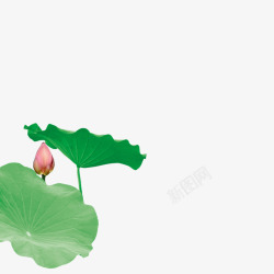 植物海报绿色小清新莲花素材