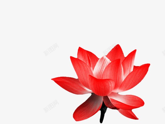 红色莲花装饰png免抠素材_88icon https://88icon.com 图片 红色 莲花 装饰