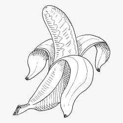 初夏水果素描香蕉矢量图素材