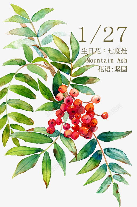 手绘七度灶png免抠素材_88icon https://88icon.com 七度灶 坚固 果实 生日花 生日花语 红色果实 花卉 花朵