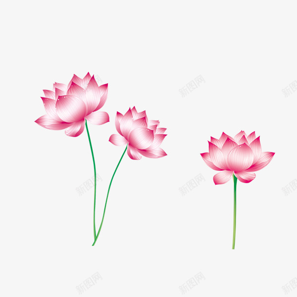 莲花png免抠素材_88icon https://88icon.com 粉色 绽放 莲花