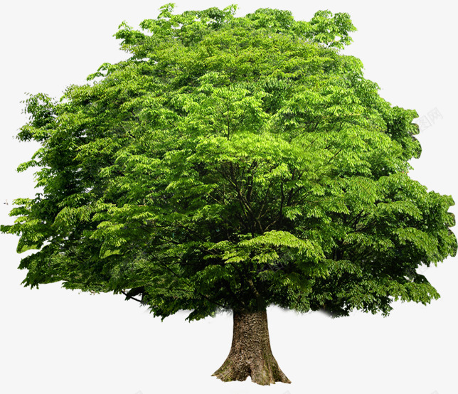 绿树景观植物环保绿化大树png免抠素材_88icon https://88icon.com 大树 景观 植物 环保 绿化 绿树