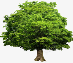 绿树景观植物环保绿化大树素材