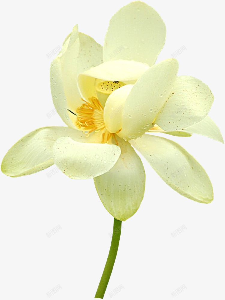 白色莲花莲蓬png免抠素材_88icon https://88icon.com 白色 莲花 莲蓬