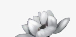 白色纯洁手绘莲花素材