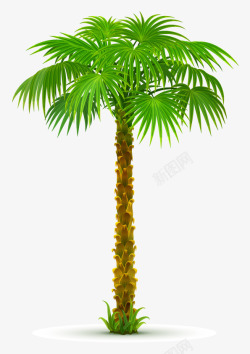 椰棕树叶夏日粽椰不光滑树干绿色大叶子高清图片